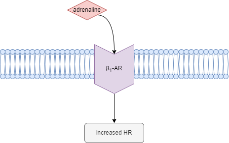Diagram showing adrenaline binding to beta-1 adrenoreceptor on heart muscle cell, activating a signalling cascade that increases heart rate and contractility.